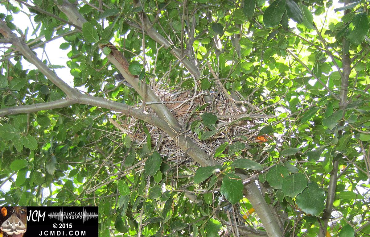 Scrub Jay nest and activity Canon HS300 3-3132015 Santa Clarita JCMDI.COM